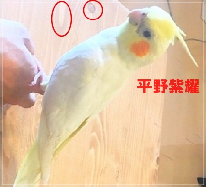 【画像】平祐奈と平野紫耀の匂わせ15選！現在も交際中で結婚間近？